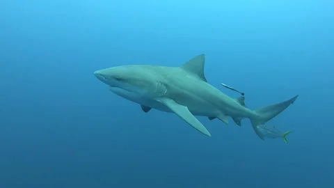 Bull Shark/ Zambezi Shark/ Zambi/ Nicaragua Shark Stock Footage