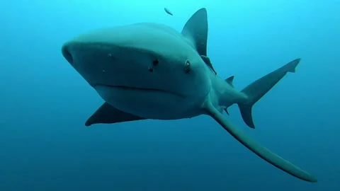 Bull Shark/ Zambezi Shark/ Zambi/ Nicaragua Shark Stock Footage