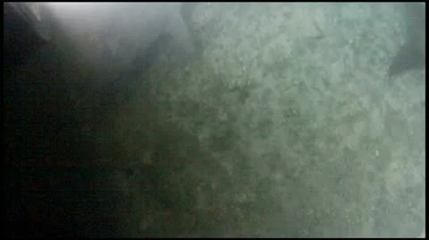 Bull Sharks Feeding Stock Footage