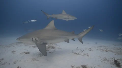 Bull sharks Stock Footage 297032065