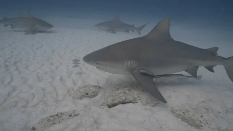 Bull sharks Stock Footage 297034099