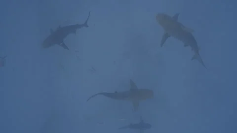 Bull sharks patrolling Stock Footage 297030831
