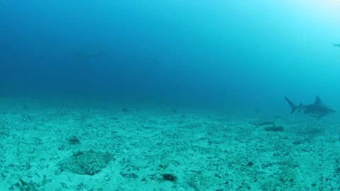 Bull Sharks Underwater Stock Footage 208860472