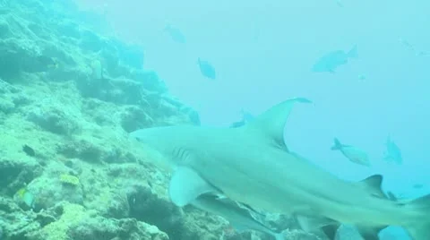 Bull sharky Stock Footage 8987746