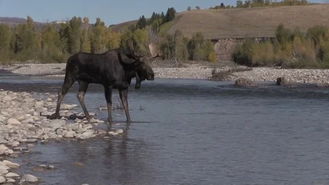 Bull Shiras Moose Drinking in the Fall Rut Vídeos de archivo 81044671