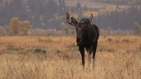 Bull Shiras Moose During the Fall rut Stock-Footage 68982789