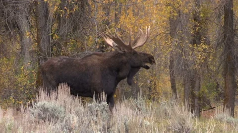 Bull Shiras Moose in Fall Vídeos de archivo 68137388
