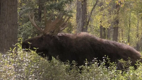 Bull Shiras Moose in the Fall Rut Vídeos de archivo 80649049