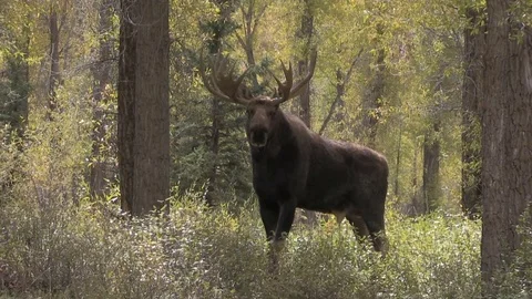 Bull Shiras Moose in the Fall Rut Vídeos de archivo 80649078