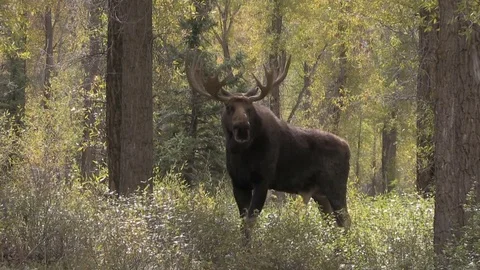 Bull Shiras Moose in the Fall Rut Stock Footage