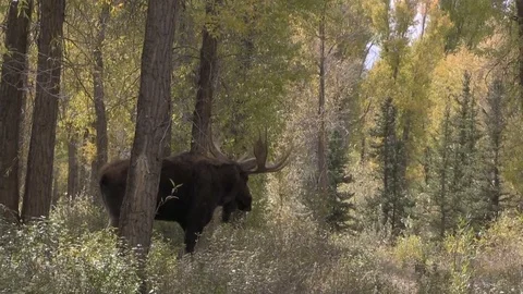 Bull Shiras Moose in the Fall Rut Stock Footage
