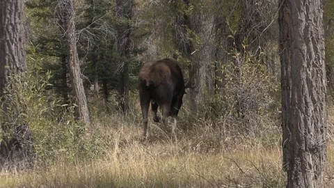 Bull Shiras Moose in the Fall Rut Vídeos de archivo 80726326