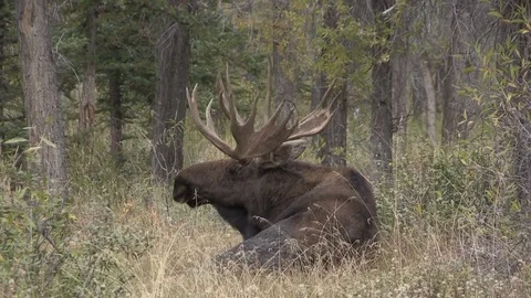 Bull Shiras Moose in the Fall Rut Stock Footage