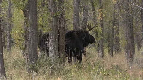 Bull Shiras Moose in the Fall Rut Vídeos de archivo 80831638