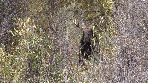 Bull Shiras Moose in the Fall Rut Vídeos de archivo 95959953