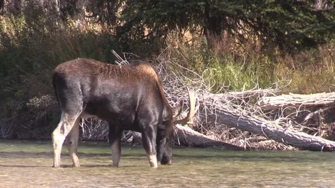 Bull Shiras Moose in the Fall Rut 库存影片 95960862