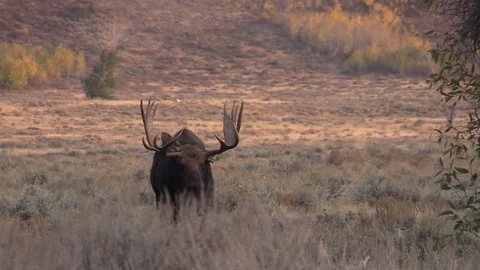 Bull Shiras Moose in the Fall Rut Vídeos de archivo 96180553