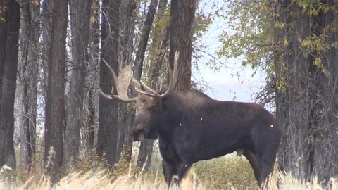 Bull Shiras Moose in the Fall Rut Vídeos de archivo 96383953
