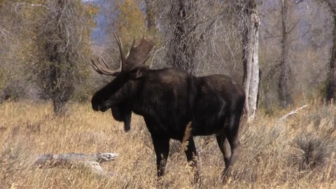 Bull Shiras Moose in the Fall Rut in Wyoming Vídeos de archivo 96774341