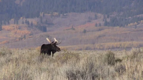 Bull Shiras Moose in the Fall Rut in Wyoming Stock-Footage 162575978