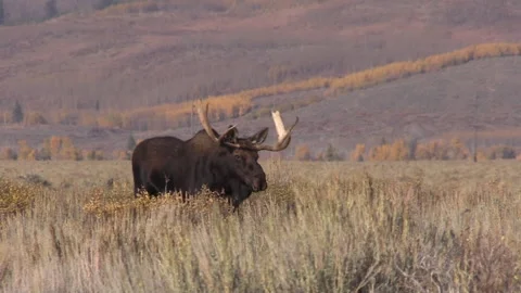 Bull Shiras Moose in the Fall Rut in Wyoming Stockbeeldmateriaal 162841653