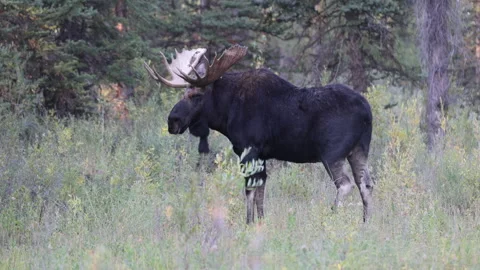 Bull Shiras Moose in the Rut in Grand Teton National Park Wyoming in Autumn Stock Footage 346720249