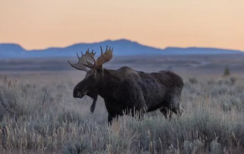 Bull Shiras Moose in Wyoming in Autumn Stock Photos