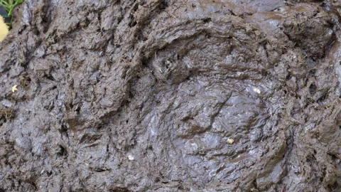 Bull shit. Video stock 296822292