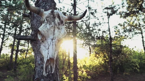 Bull skull hanging on a tree Stock-Footage 55815574