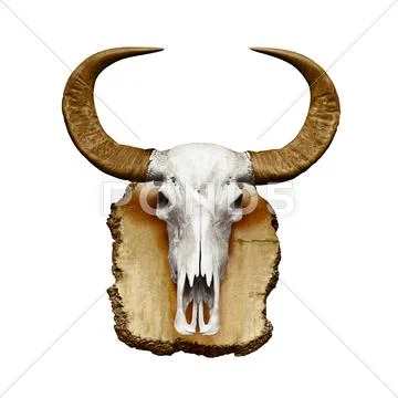Bull skull with horns on white Stock Photos