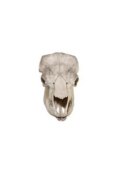 Bull skull isolated on white background Stock Photos