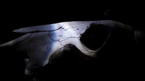 Bull Skull Water Reflection Stock Footage 98516352