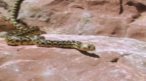 Bull snake on desert red rocks Stock Footage
