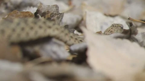 Bull Snake Stock Footage 881669