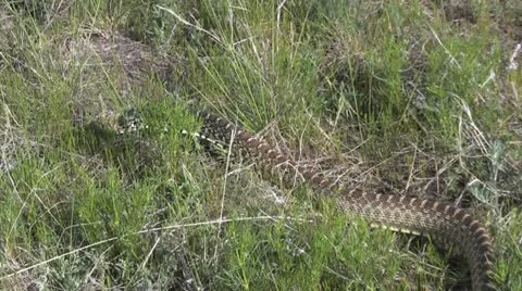 Bull snake Vídeos de archivo 12584046