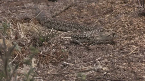 Bull Snake Vidéo 37952446