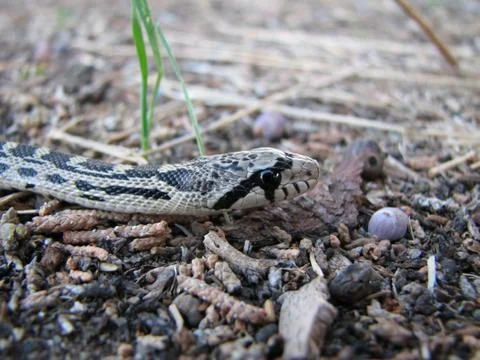Bull snake Stock Photos