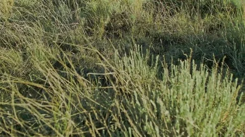 Bull Snake Slithering in the Grass Video stock 69210699