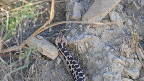 Bull snake slithering through the rocks as it explores Video stock 211822451