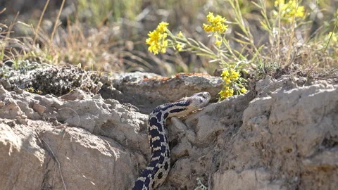 Bull snake slithering up through rocks as it explores the desert Video stock 211823713