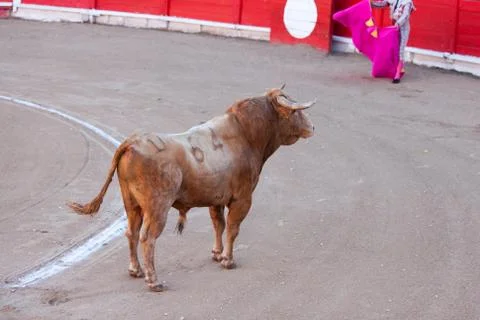 BULL IN SPAIN Stock Photos