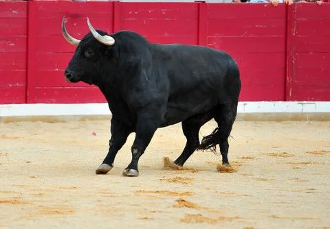 Bull in spain Stock Photos