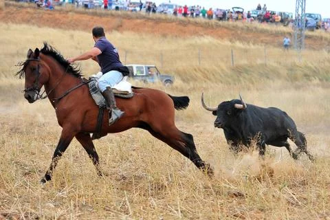 Bull in spain Stock Photos