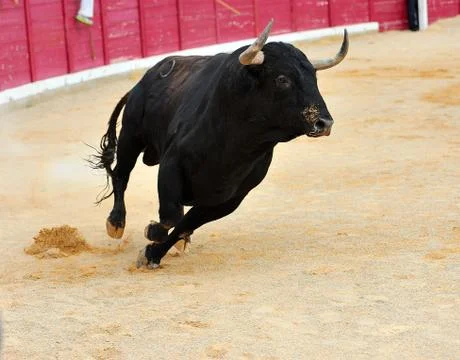 Bull in spain Stock Photos