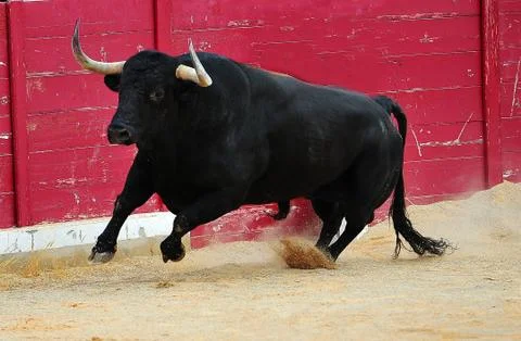 Bull in spain Stock Photos