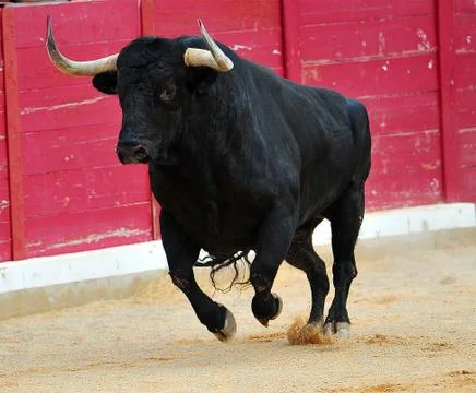 Bull in spain Stock Photos