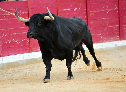 Bull in spain Stock Photos