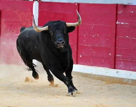 Bull in spain Stock Photos