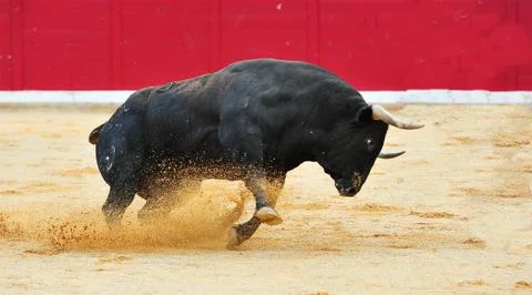 Bull in spain Stock Photos