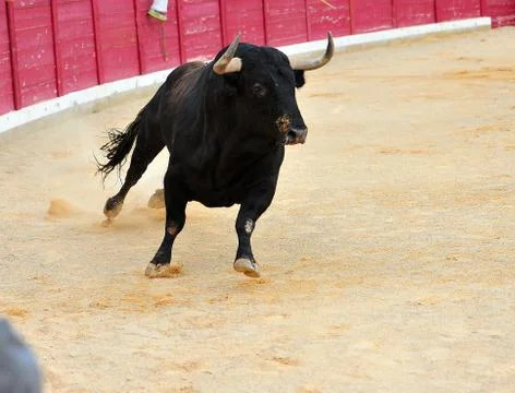 Bull in spain Stock Photos